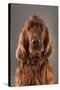 IRISH SETTER-Charlie Edwards-Stretched Canvas