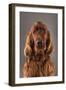 IRISH SETTER-Charlie Edwards-Framed Photographic Print