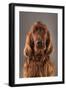 IRISH SETTER-Charlie Edwards-Framed Photographic Print