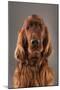 IRISH SETTER-Charlie Edwards-Mounted Photographic Print