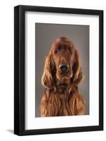 IRISH SETTER-Charlie Edwards-Framed Photographic Print