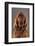 IRISH SETTER-Charlie Edwards-Framed Photographic Print