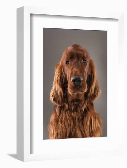 IRISH SETTER-Charlie Edwards-Framed Photographic Print