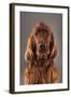 IRISH SETTER-Charlie Edwards-Framed Photographic Print