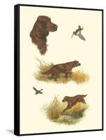 Irish Setter-null-Framed Stretched Canvas