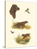 Irish Setter-null-Stretched Canvas