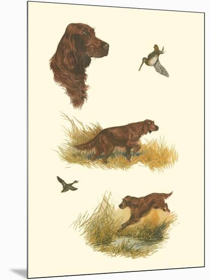 Irish Setter-null-Mounted Art Print