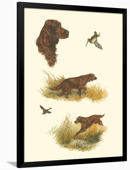 Irish Setter-null-Framed Art Print