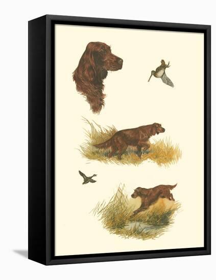 Irish Setter-null-Framed Stretched Canvas