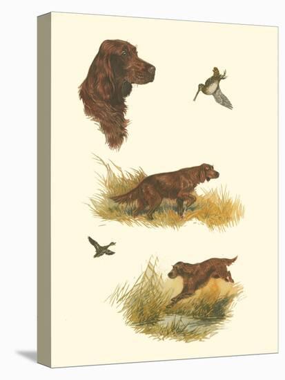 Irish Setter-null-Stretched Canvas