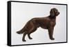 Irish Setters-Harro Maass-Framed Stretched Canvas