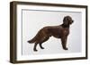 Irish Setters-Harro Maass-Framed Giclee Print