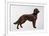 Irish Setters-Harro Maass-Framed Giclee Print