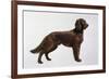 Irish Setters-Harro Maass-Framed Giclee Print