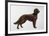 Irish Setters-Harro Maass-Framed Giclee Print