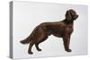 Irish Setters-Harro Maass-Stretched Canvas