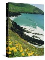 Irish Summer Colours, Dingle Peninsula, County Kerry, Munster, Republic of Ireland (Eire)-D H Webster-Stretched Canvas