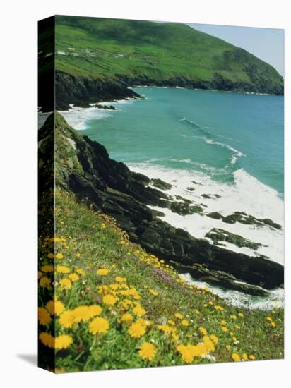 Irish Summer Colours, Dingle Peninsula, County Kerry, Munster, Republic of Ireland (Eire)-D H Webster-Stretched Canvas