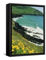 Irish Summer Colours, Dingle Peninsula, County Kerry, Munster, Republic of Ireland (Eire)-D H Webster-Framed Stretched Canvas