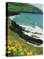 Irish Summer Colours, Dingle Peninsula, County Kerry, Munster, Republic of Ireland (Eire)-D H Webster-Stretched Canvas