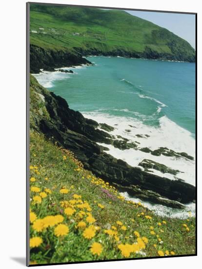 Irish Summer Colours, Dingle Peninsula, County Kerry, Munster, Republic of Ireland (Eire)-D H Webster-Mounted Photographic Print