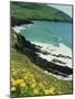 Irish Summer Colours, Dingle Peninsula, County Kerry, Munster, Republic of Ireland (Eire)-D H Webster-Mounted Photographic Print