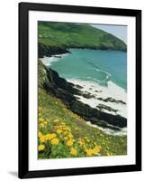 Irish Summer Colours, Dingle Peninsula, County Kerry, Munster, Republic of Ireland (Eire)-D H Webster-Framed Photographic Print