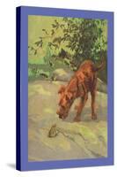 Irish Terrier Puppy-Diana Thorne-Stretched Canvas