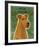 Irish Terrier-John W^ Golden-Framed Art Print