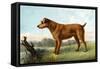 Irish Terrier-Vero Shaw-Framed Stretched Canvas