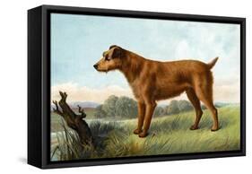 Irish Terrier-Vero Shaw-Framed Stretched Canvas
