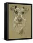 Irish Terrier-Barbara Keith-Framed Stretched Canvas