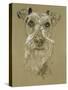 Irish Terrier-Barbara Keith-Stretched Canvas