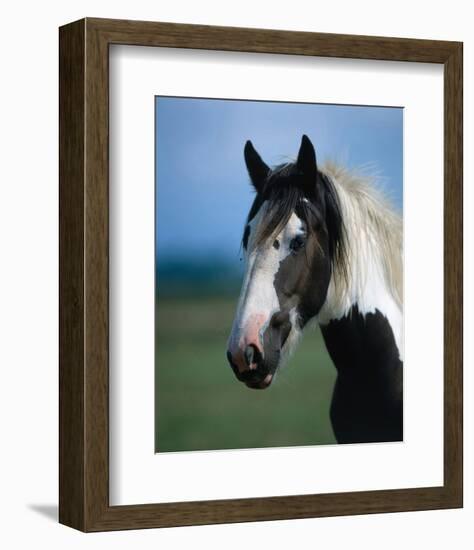 Irish Tinker-null-Framed Art Print