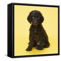 Irish Water Spaniel Dog Puppy-null-Framed Stretched Canvas
