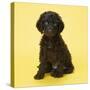 Irish Water Spaniel Dog Puppy-null-Stretched Canvas