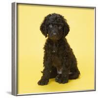 Irish Water Spaniel Dog Puppy-null-Framed Photographic Print