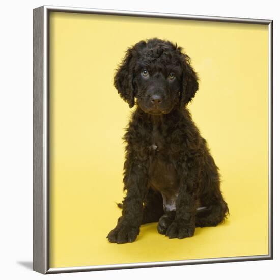 Irish Water Spaniel Dog Puppy-null-Framed Photographic Print