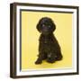 Irish Water Spaniel Dog Puppy-null-Framed Photographic Print