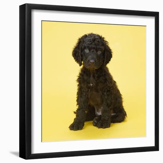 Irish Water Spaniel Dog Puppy-null-Framed Photographic Print