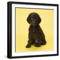 Irish Water Spaniel Dog Puppy-null-Framed Photographic Print