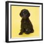 Irish Water Spaniel Dog Puppy-null-Framed Photographic Print