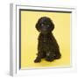 Irish Water Spaniel Dog Puppy-null-Framed Photographic Print