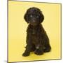 Irish Water Spaniel Dog Puppy-null-Mounted Photographic Print