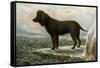 Irish Water Spaniels-Vero Shaw-Framed Stretched Canvas