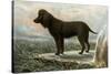 Irish Water Spaniels-Vero Shaw-Stretched Canvas