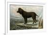 Irish Water Spaniels-Vero Shaw-Framed Art Print