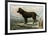 Irish Water Spaniels-Vero Shaw-Framed Art Print