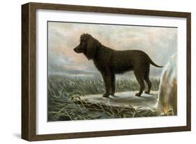 Irish Water Spaniels-Vero Shaw-Framed Art Print