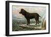 Irish Water Spaniels-Vero Shaw-Framed Art Print